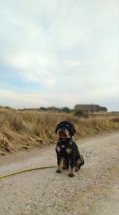 Alles rund um den Pudel-Beitrag-Bild