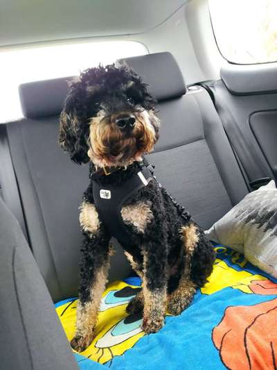 Alles rund um den Pudel-Beitrag-Bild