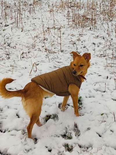 TierschutzhundeStammtisch🐕-Beitrag-Bild