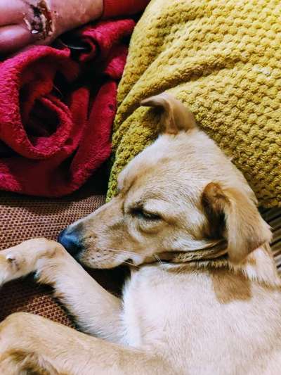 TierschutzhundeStammtisch🐕-Beitrag-Bild