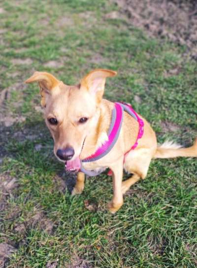 TierschutzhundeStammtisch🐕-Beitrag-Bild