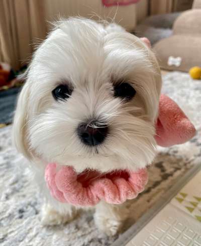 Hundetreffen-Mini Spielgefährte indoor Spaß bei schlechtem Wetter-Bild