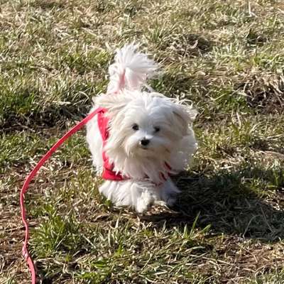 Hundetreffen-Junghunde „Mini“-Treff-Bild