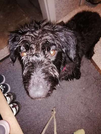 Dogorama-Monats-Challenge-Mai "Wasser"-Beitrag-Bild