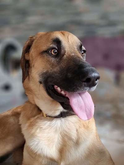 Auslandstierschutz-Beitrag-Bild