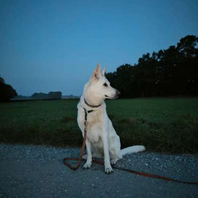 Hundetreffen-Kompetenter Hund + Mensch für Trainingsspaziergänge gesucht-Bild