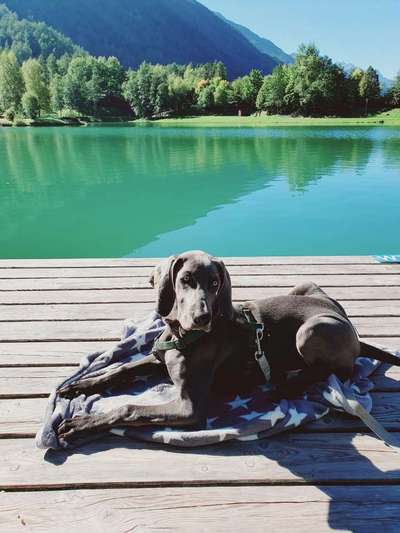 Weimaraner-Beitrag-Bild