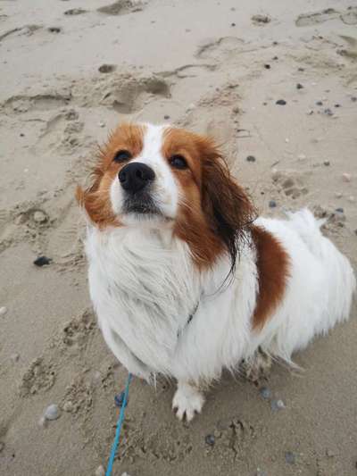 Die Dogorama Kalender Challenge Titelbild-Beitrag-Bild