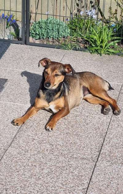 Auslandstierschutz-Beitrag-Bild