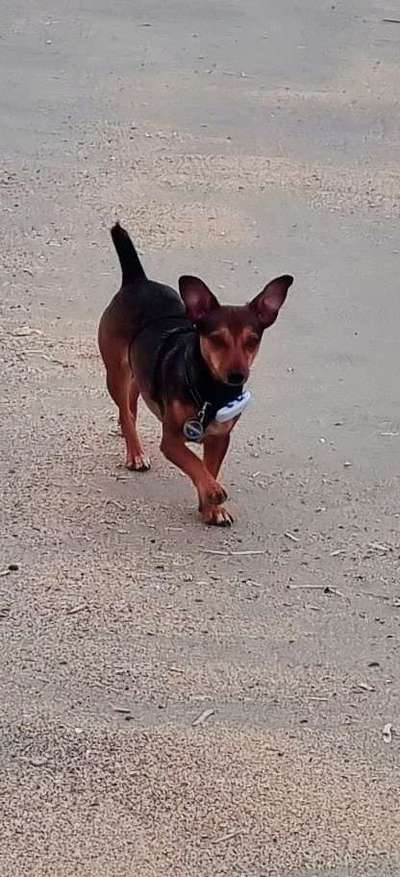 Auslandstierschutz-Beitrag-Bild