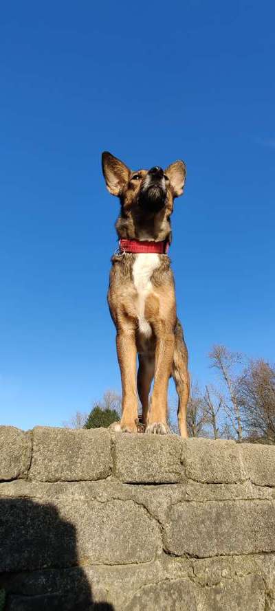 149. Foto Challenge: Wer ist hier der Boss!-Beitrag-Bild