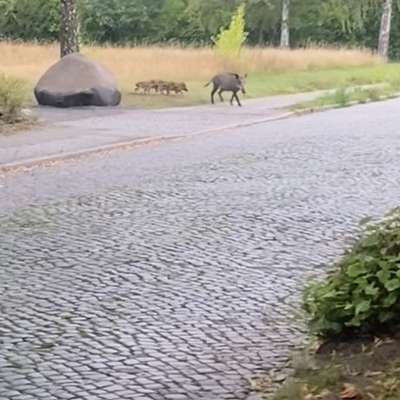 Giftköder-Wildschweine mit Frischlingen-Bild