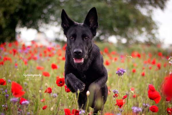 Schäferhund-Beitrag-Bild