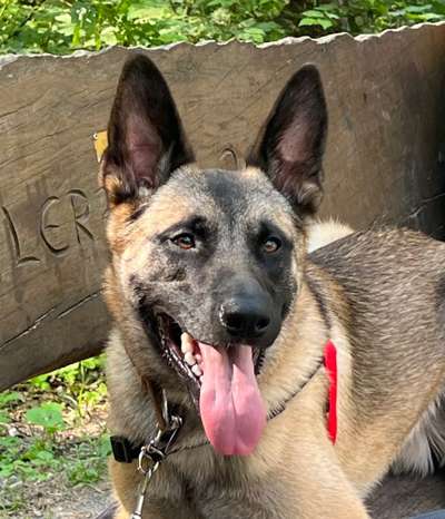 Schäferhund-Beitrag-Bild