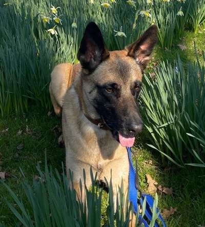 Schäferhund-Beitrag-Bild