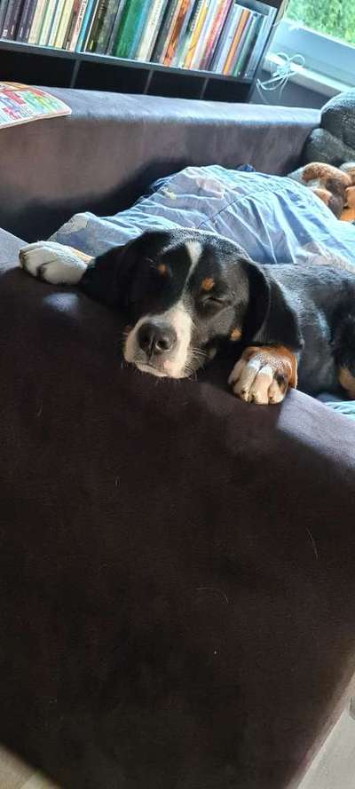 Weitere Große Schweizer Sennenhunde (oder andere große Rassen) hier?-Beitrag-Bild