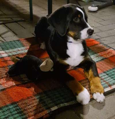 Weitere Große Schweizer Sennenhunde (oder andere große Rassen) hier?-Beitrag-Bild