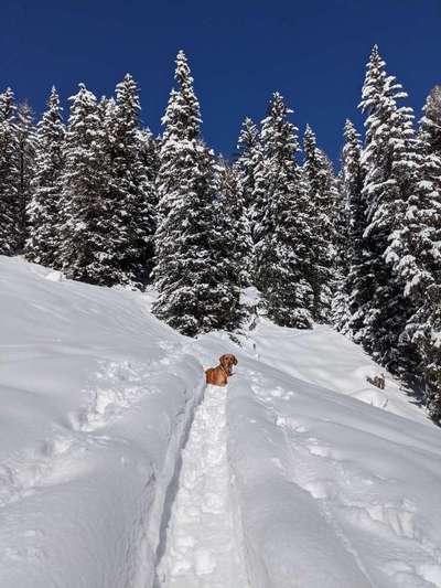 Hunde schnee pfoten 😂-Beitrag-Bild