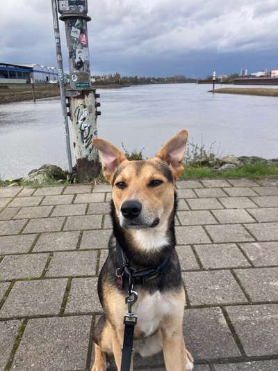 TierschutzhundeStammtisch🐕-Beitrag-Bild