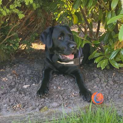 Hundetreffen-Spielkameraden gesucht 🐾-Bild