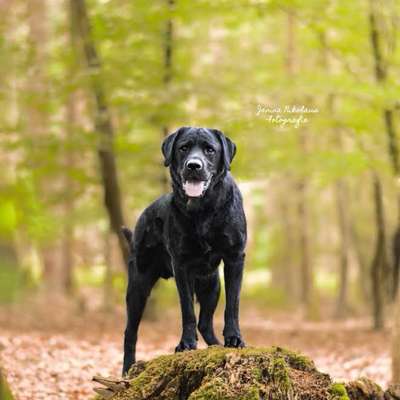 Hundetreffen-Spielkameraden gesucht 🐾-Bild