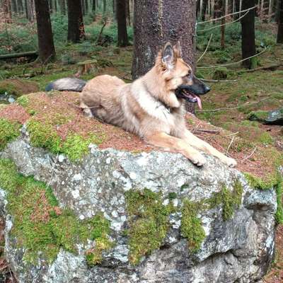 Hundetreffen-Gemeinsames baden