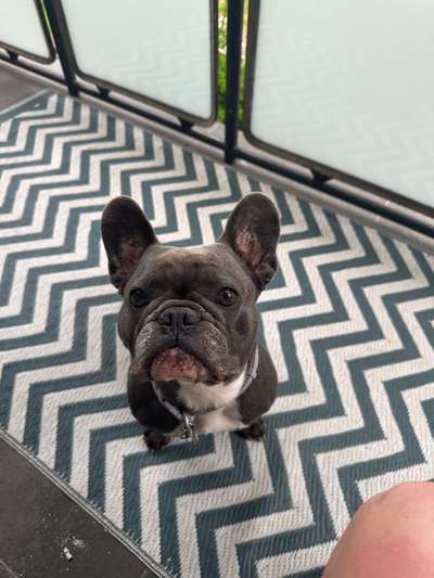 Hundetreffen-Spielpartner gesucht-Bild