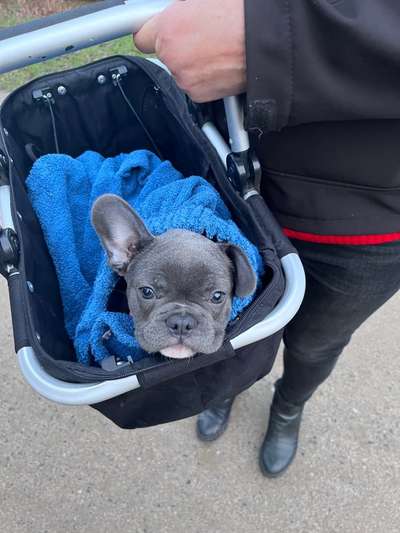 Dogorama Photo Challenge - Hundeblick zum hinschmelzen-Beitrag-Bild