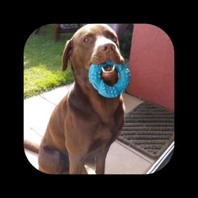 Labradorfans-Beitrag-Bild