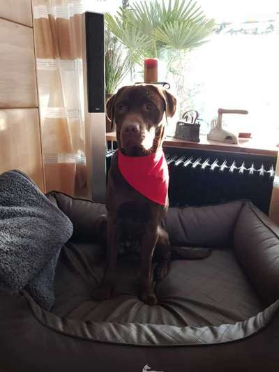 Labradorfans-Beitrag-Bild