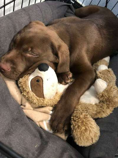 Labradorfans-Beitrag-Bild