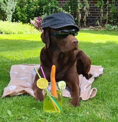 Die Dogorama Kalender Challenge 4/4-Beitrag-Bild