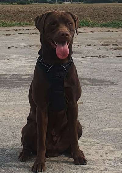 Labradorfans-Beitrag-Bild