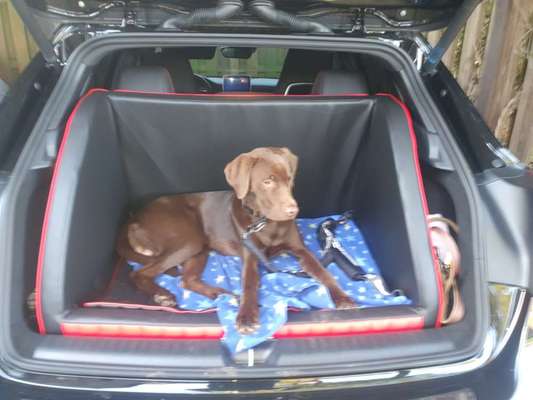 Wo fährt euer Hund im Auto mit?-Beitrag-Bild