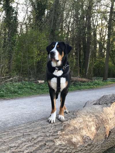 Berner Sennen-Beitrag-Bild