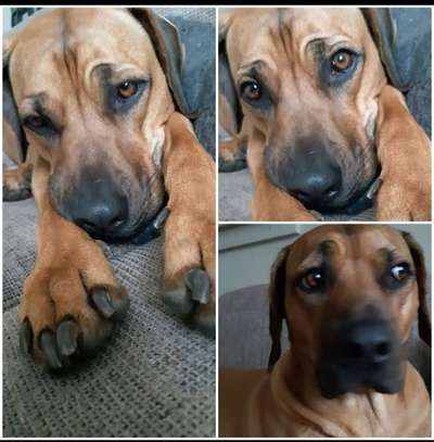 Rhodesian Ridgeback-Beitrag-Bild