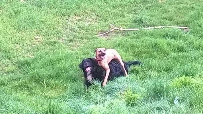 Rhodesian Ridgeback-Beitrag-Bild