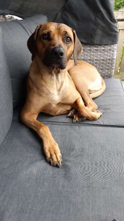 Rhodesian Ridgeback-Beitrag-Bild