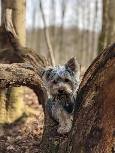 Yorkshire Terrier-Beitrag-Bild