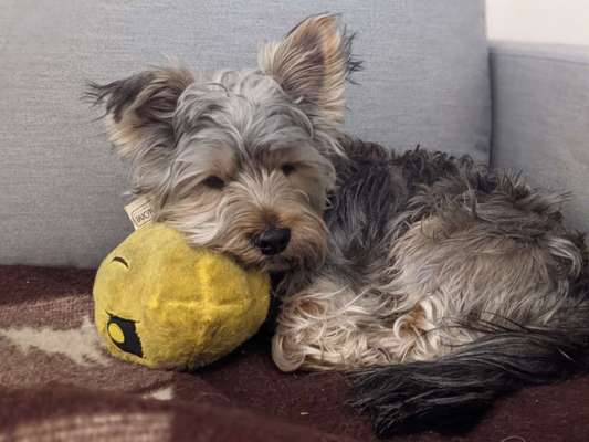 Zeigt mir die lustigsten Schlafpositionen eurer Fellnasen-Beitrag-Bild