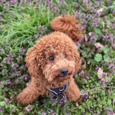 Hundetreffen-Cosmo ist ein verspielter Zwergpudel der sich immer freut mit anderen Hunden zu rennen u. zu spielen-Bild