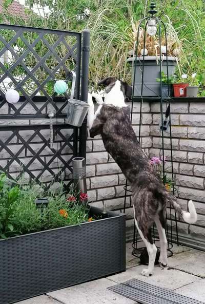 Auslandstierschutz-Beitrag-Bild