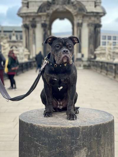 Olde English Bulldogge-Beitrag-Bild
