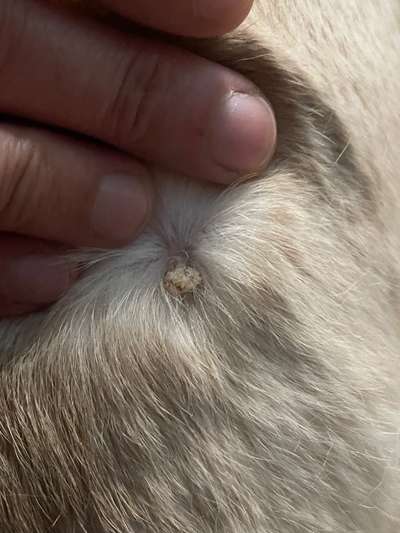 Ist das eine Warze?-Beitrag-Bild