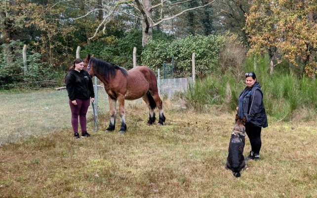 Hundeschulen-Elbkraft Hund und Halter mit Sebastian Biewald-Bild