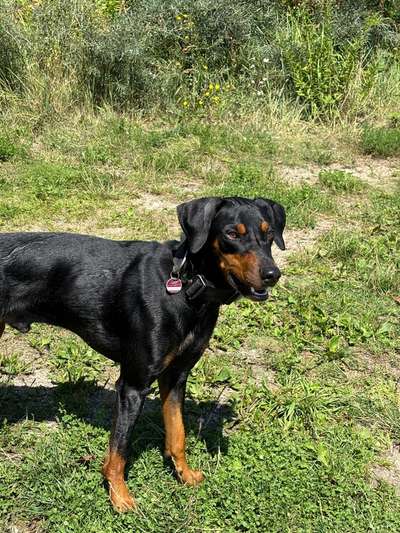 Hundetreffen-Gemeinsames Gassi gehen und Trainieren-Bild