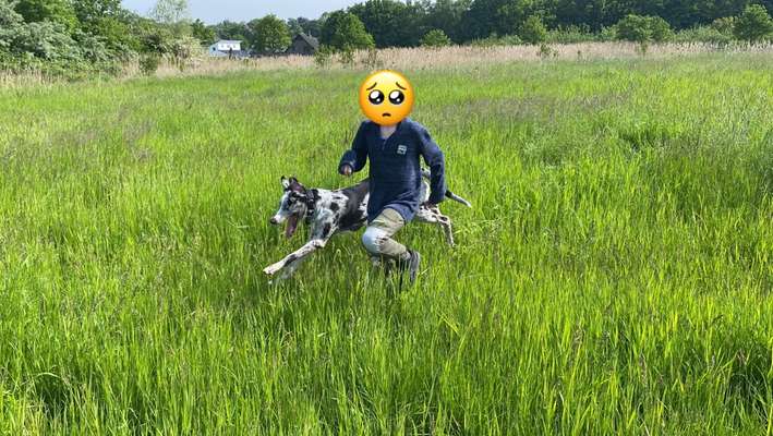 Dogorama Photo Challenge - Hunde in Action-Beitrag-Bild