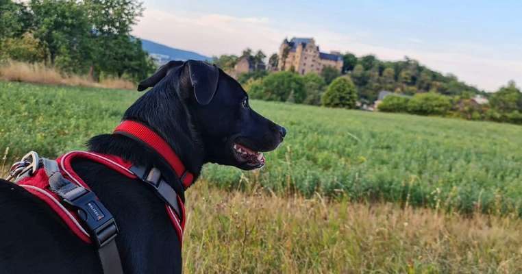 Foto's und Hundemodels-Beitrag-Bild