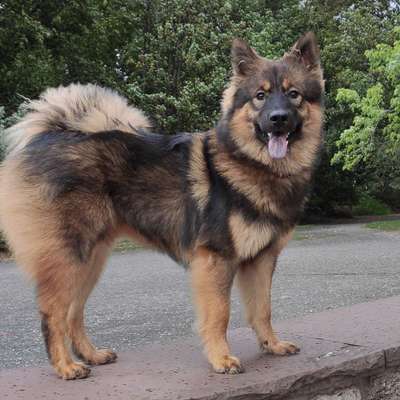 Eurasier-Beitrag-Bild