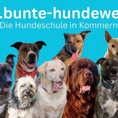 Hundeschulen-Hundeschule Bunte Hundewelt-Bild